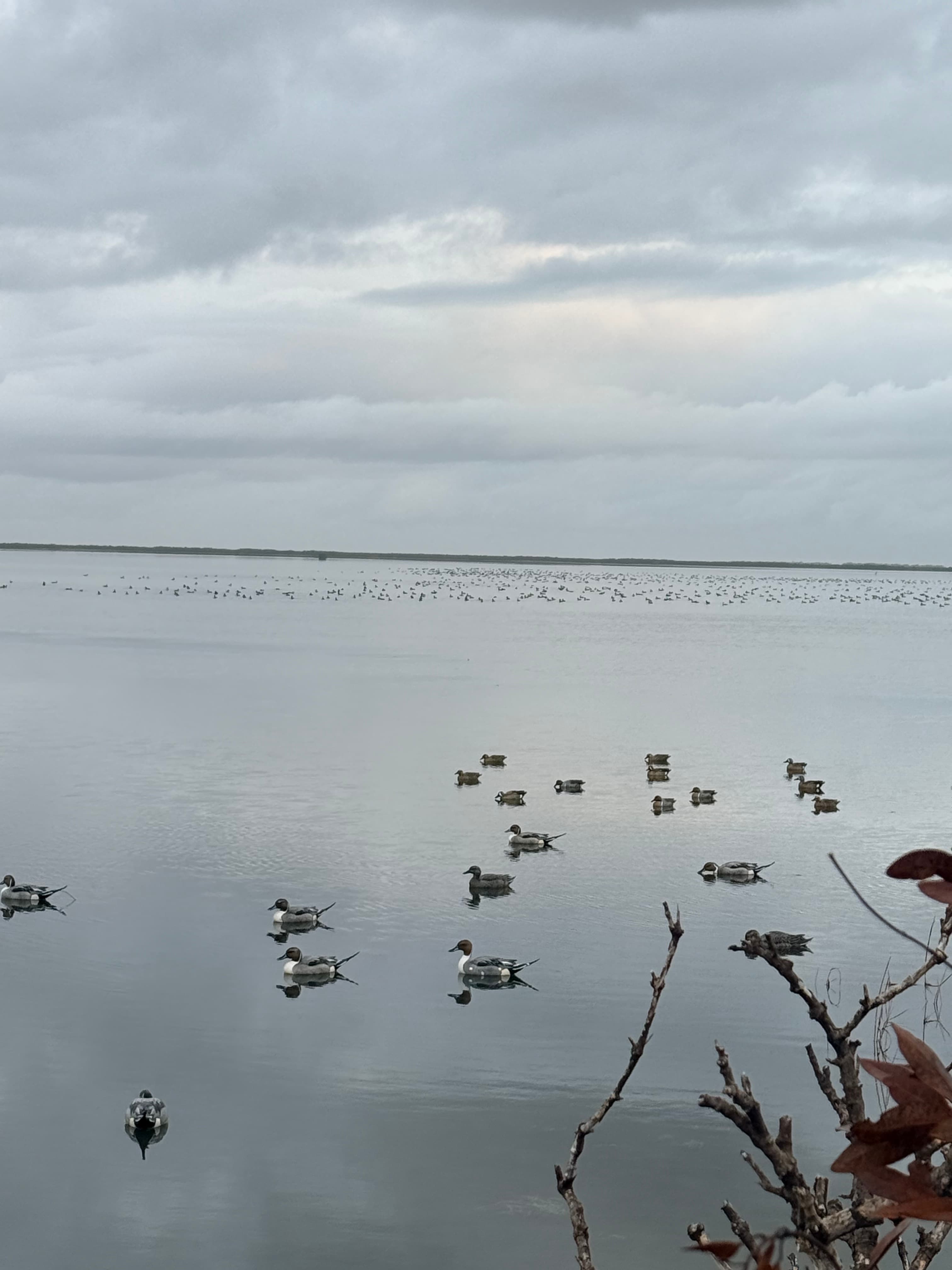 Aransas Bay — guided airboat fishing & duck hunting water
