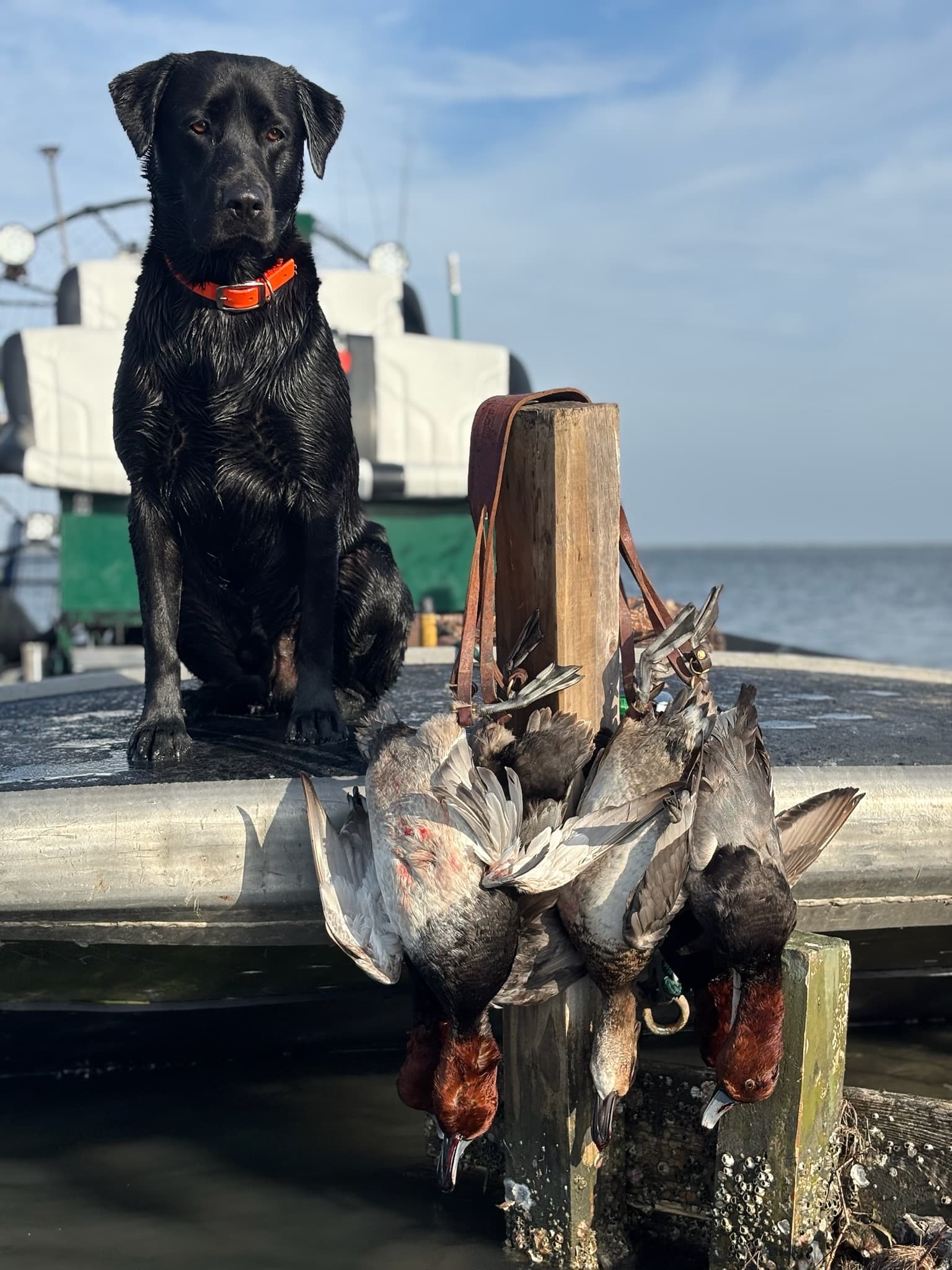Guided Duck Hunt — Heritage Flats Guide Service & Outfitters